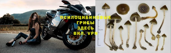 прущие крисы Горняк